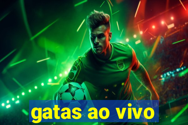 gatas ao vivo